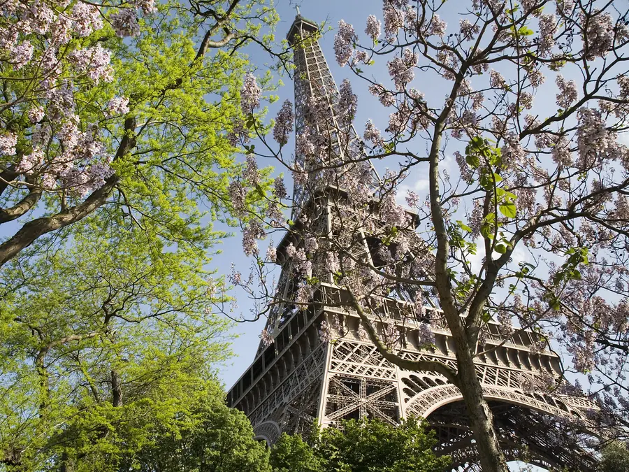 The Eiffel Tower framed by blossoming spring trees
